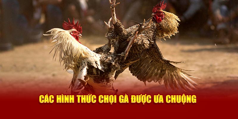 Các hình thức chọi gà được ưa chuộng tại 89bet