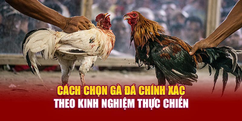 cach-chon-ga-da-chinh-xac-theo-kinh-nghiem-thuc-chien