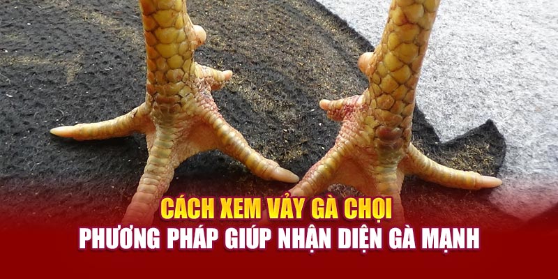 cach-xem-vay-ga-choi-–-phuong-phap-giup-nhan-dien-ga-manh