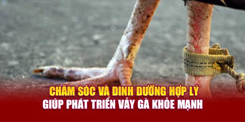  Chăm sóc và dinh dưỡng hợp lý giúp phát triển vảy gà khỏe mạnh