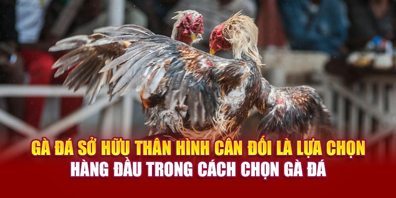Gà đá sở hữu thân hình cân đối là lựa chọn hàng đầu trong cách chọn gà đá