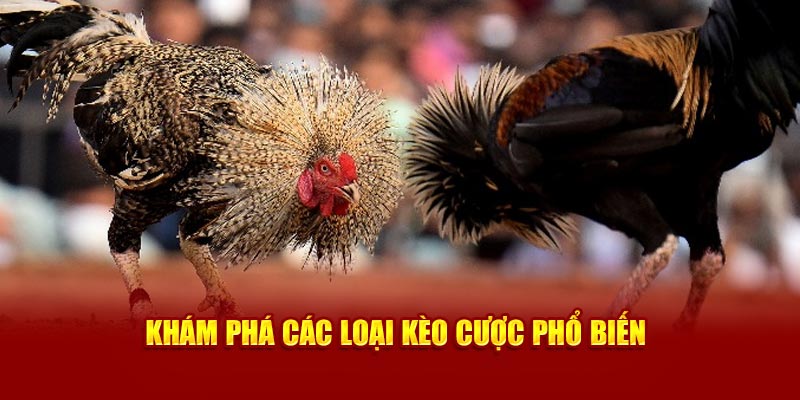 Khám phá các loại kèo cược phổ biến tại sảnh đá gà 89bet