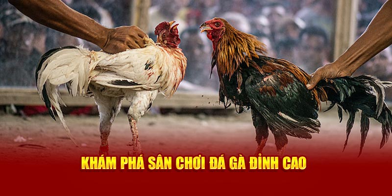Khám phá sân chơi đá gà đỉnh cao tại 89bet