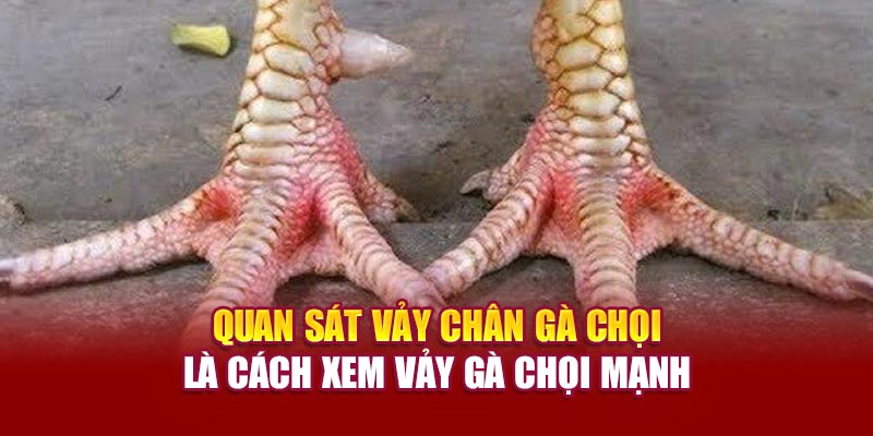 Quan sát vảy chân gà chọi là cách xem vảy gà chọi mạnh