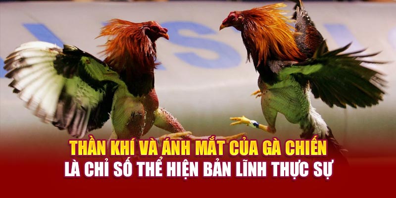 Thần khí và ánh mắt của gà chiến là chỉ số thể hiện bản lĩnh thực sự