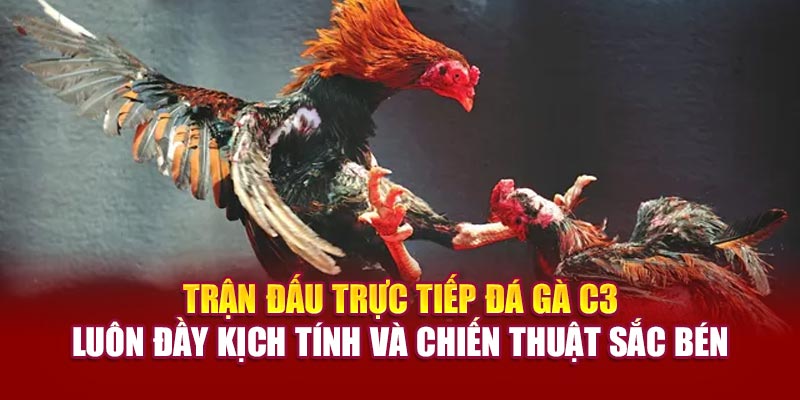 Trận đấu trực tiếp đá gà C3 luôn đầy kịch tính và chiến thuật sắc bén