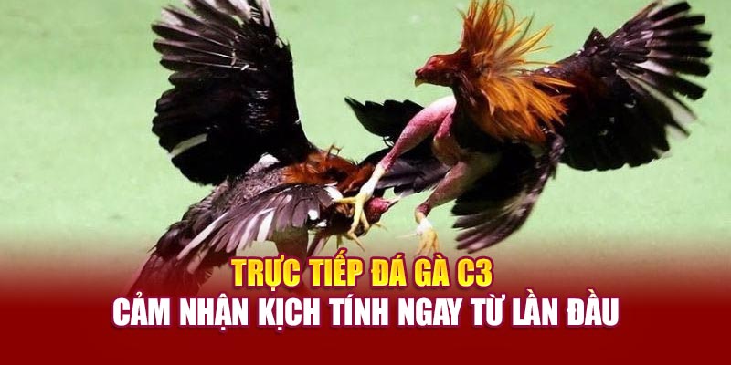 truc-tiep-da-ga-c3-cam-nhan-kich-tinh-ngay-tu-lan-dau