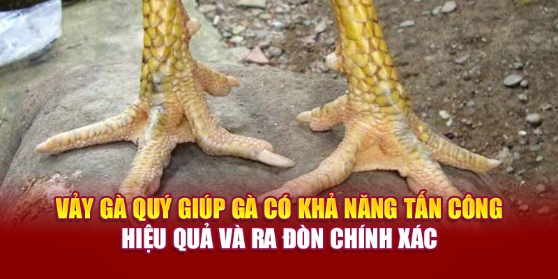 Vảy gà quý giúp gà có khả năng tấn công hiệu quả và ra đòn chính xác