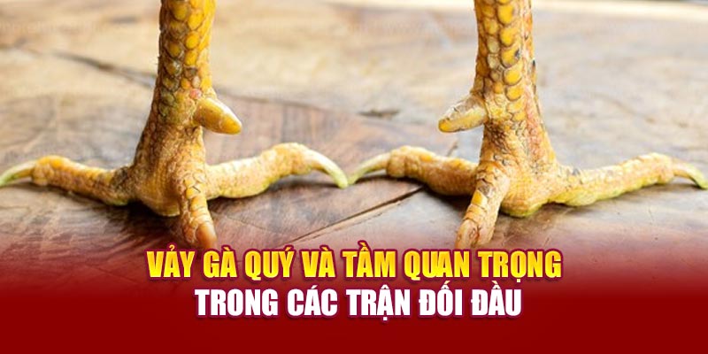 vay-ga-quy-va-tam-quan-trong-trong-cac-tran-doi-dau