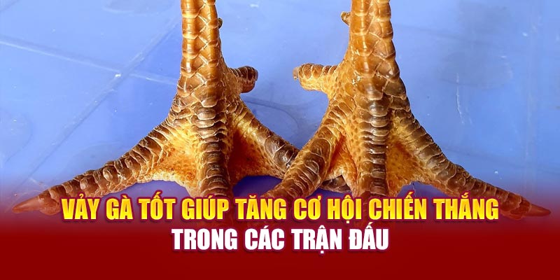 Vảy gà tốt giúp tăng cơ hội chiến thắng trong các trận đấu